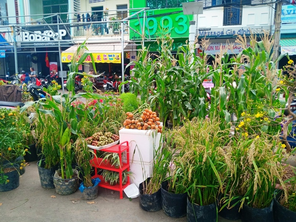Hoa kiểng Cần Thơ vừa đủ bán, không dư, không phải chặt bỏ - 2 Hoa kiểng Cần Thơ vừa đủ bán, không dư, không phải chặt bỏ - 2
