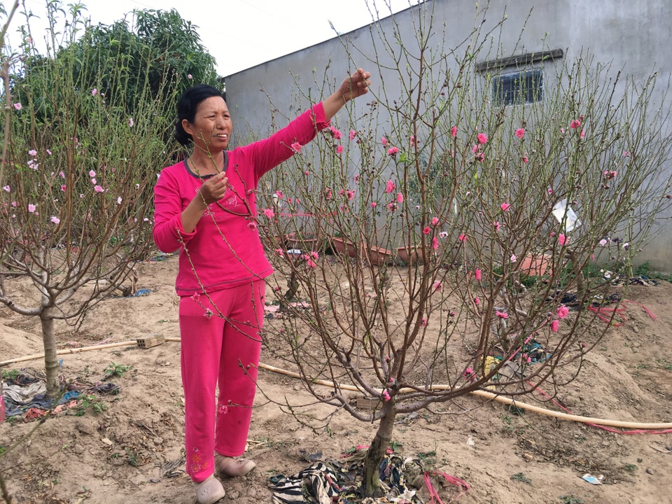 Nữ “nông dân” mang đào Bắc vào Cao Nguyên trồng, thu hàng trăm triệu đồng mỗi dịp tết - 1 Nữ “nông dân” mang đào Bắc vào Cao Nguyên trồng, thu hàng trăm triệu đồng mỗi dịp tết - 1