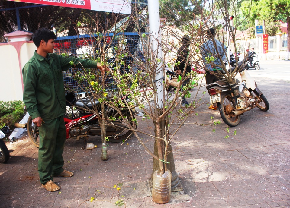 Mai nhà mất mùa, mai rừng ùn ùn xuống phố “hút khách” - 5 Mai nhà mất mùa, mai rừng ùn ùn xuống phố “hút khách” - 5