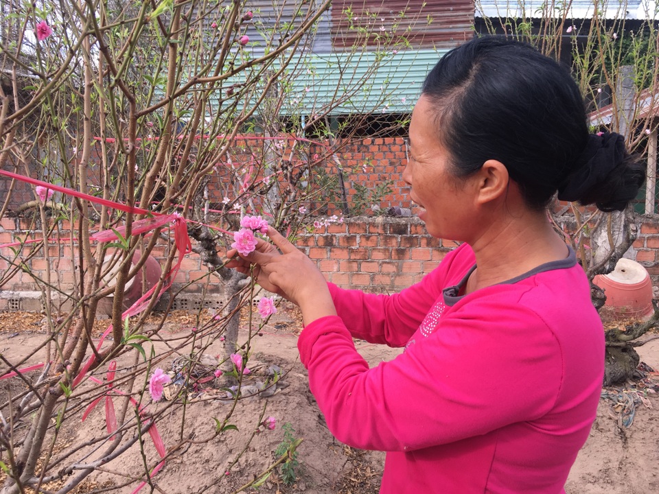 Nữ “nông dân” mang đào Bắc vào Cao Nguyên trồng, thu hàng trăm triệu đồng mỗi dịp tết - 2 Nữ “nông dân” mang đào Bắc vào Cao Nguyên trồng, thu hàng trăm triệu đồng mỗi dịp tết - 2