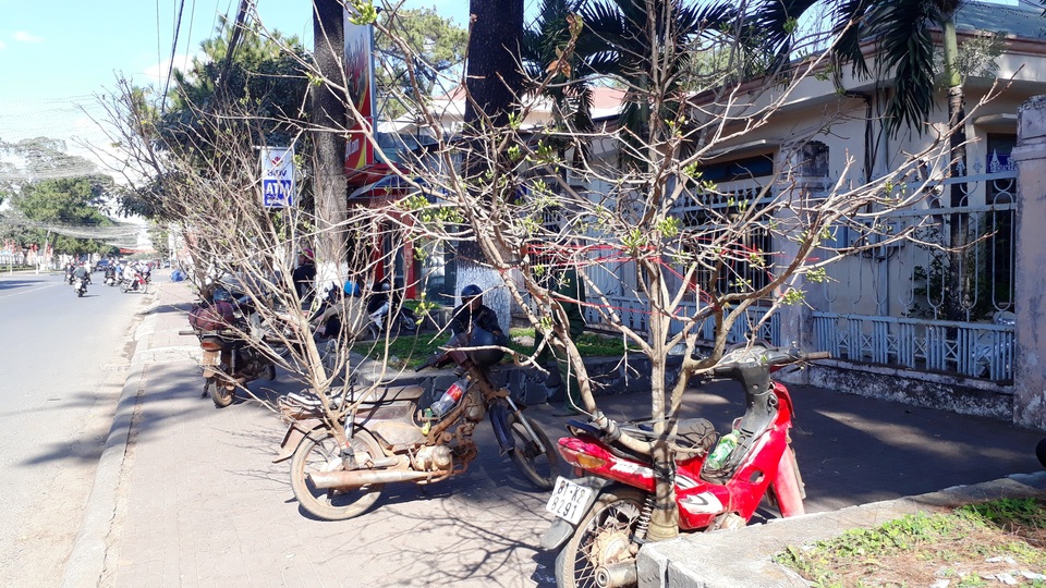 Mai nhà mất mùa, mai rừng ùn ùn xuống phố “hút khách” - 3 Mai nhà mất mùa, mai rừng ùn ùn xuống phố “hút khách” - 3