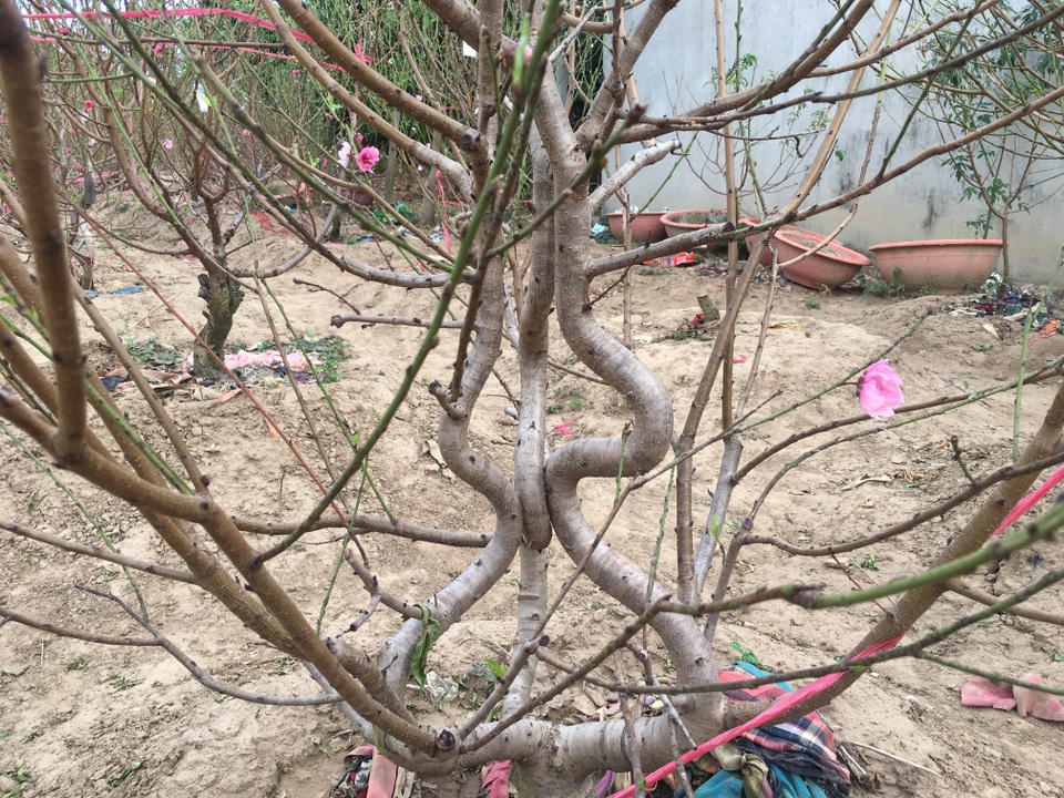 Nữ “nông dân” mang đào Bắc vào Cao Nguyên trồng, thu hàng trăm triệu đồng mỗi dịp tết - 4 Nữ “nông dân” mang đào Bắc vào Cao Nguyên trồng, thu hàng trăm triệu đồng mỗi dịp tết - 4