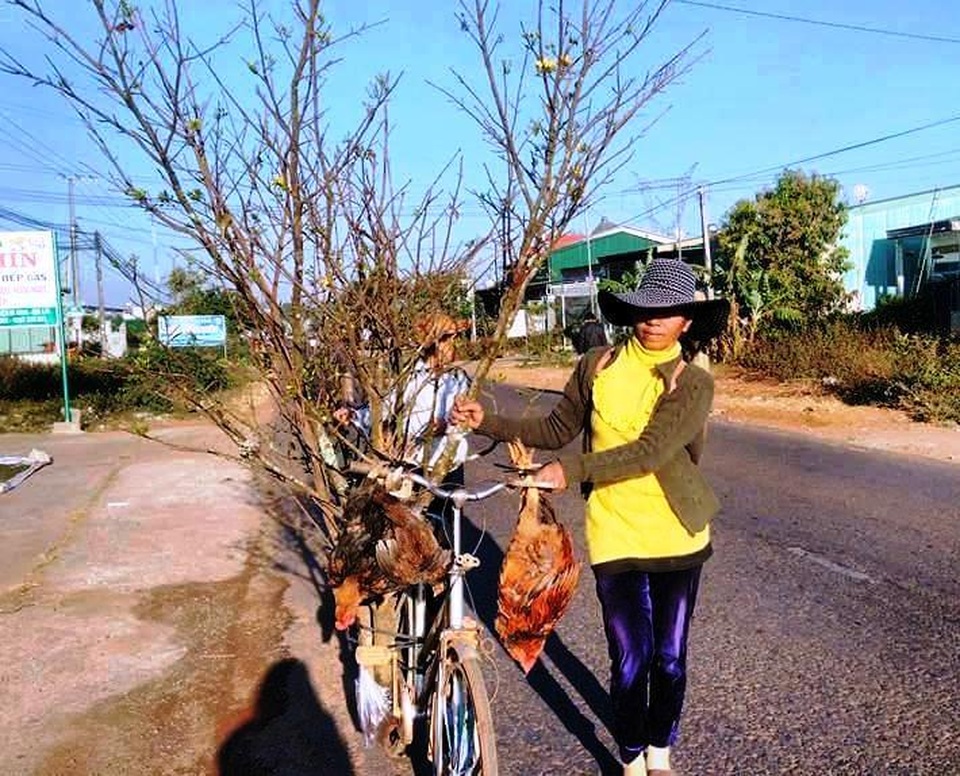 Mai nhà mất mùa, mai rừng ùn ùn xuống phố “hút khách” - 1 Mai nhà mất mùa, mai rừng ùn ùn xuống phố “hút khách” - 1