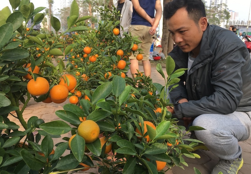 Tấp nập mua đào, quất giá rẻ chiều 30 Tết - 3 Tấp nập mua đào, quất giá rẻ chiều 30 Tết - 3