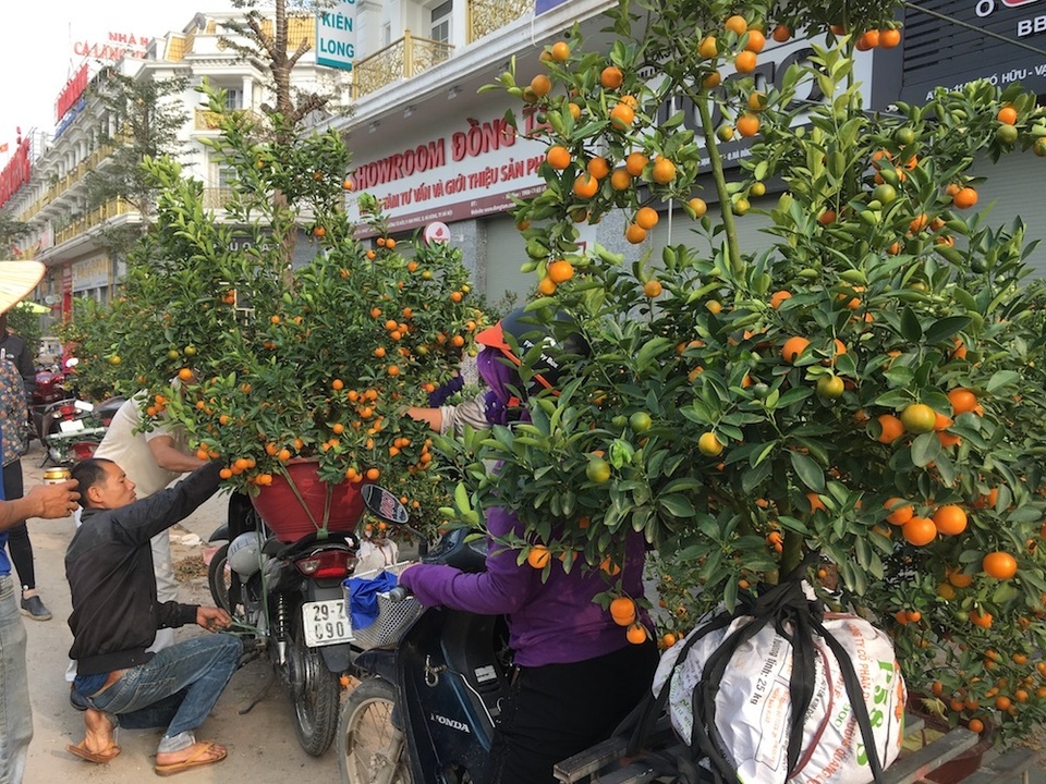 Tấp nập mua đào, quất giá rẻ chiều 30 Tết - 5 Tấp nập mua đào, quất giá rẻ chiều 30 Tết - 5