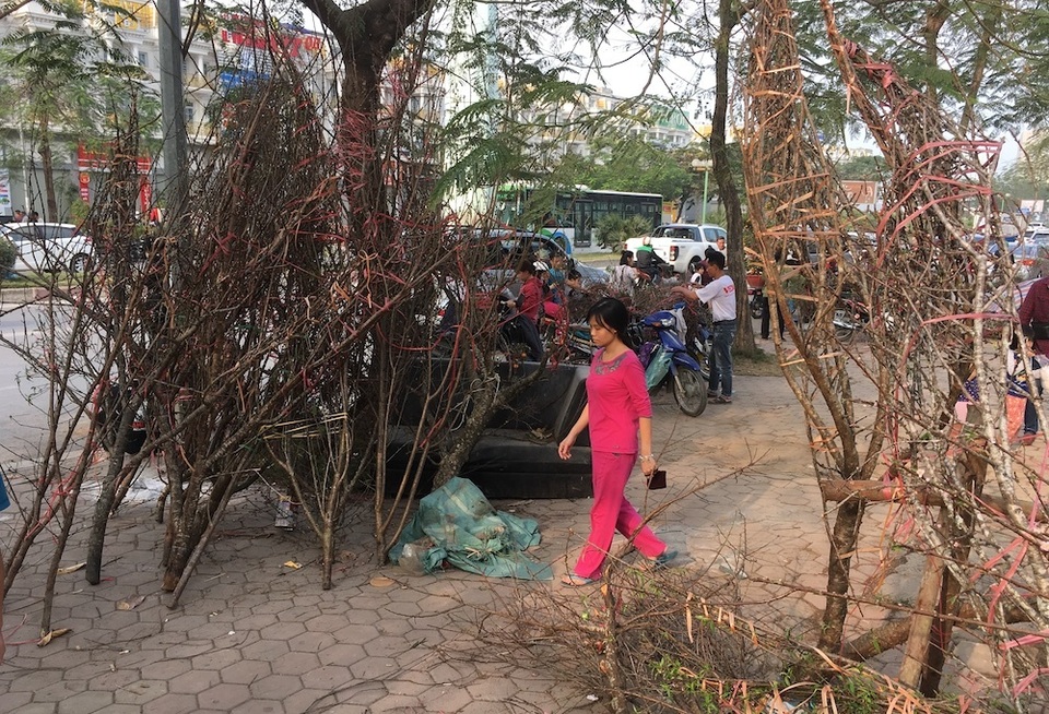 Tấp nập mua đào, quất giá rẻ chiều 30 Tết - 9 Tấp nập mua đào, quất giá rẻ chiều 30 Tết - 9
