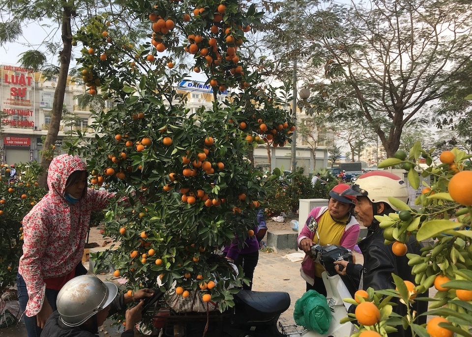 Tấp nập mua đào, quất giá rẻ chiều 30 Tết - 4 Tấp nập mua đào, quất giá rẻ chiều 30 Tết - 4