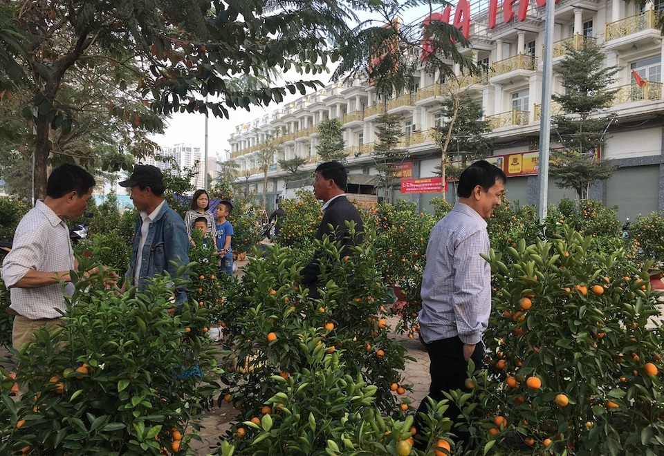 Tấp nập mua đào, quất giá rẻ chiều 30 Tết - 1 Tấp nập mua đào, quất giá rẻ chiều 30 Tết - 1