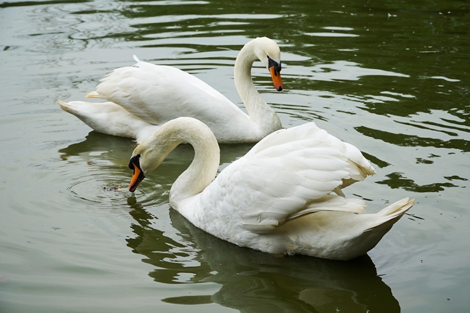 Mục sở thị trang trại thiên nga bán cho nhà giàu Hà Nội - 3 Mục sở thị trang trại thiên nga bán cho nhà giàu Hà Nội - 3