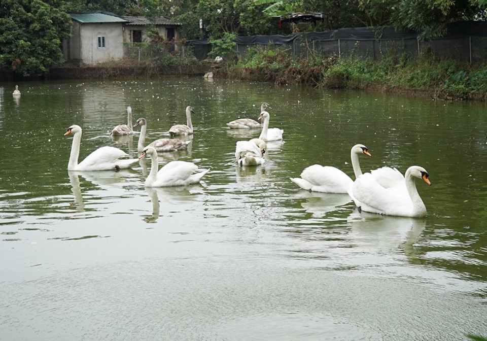 Mục sở thị trang trại thiên nga bán cho nhà giàu Hà Nội - 5 Mục sở thị trang trại thiên nga bán cho nhà giàu Hà Nội - 5