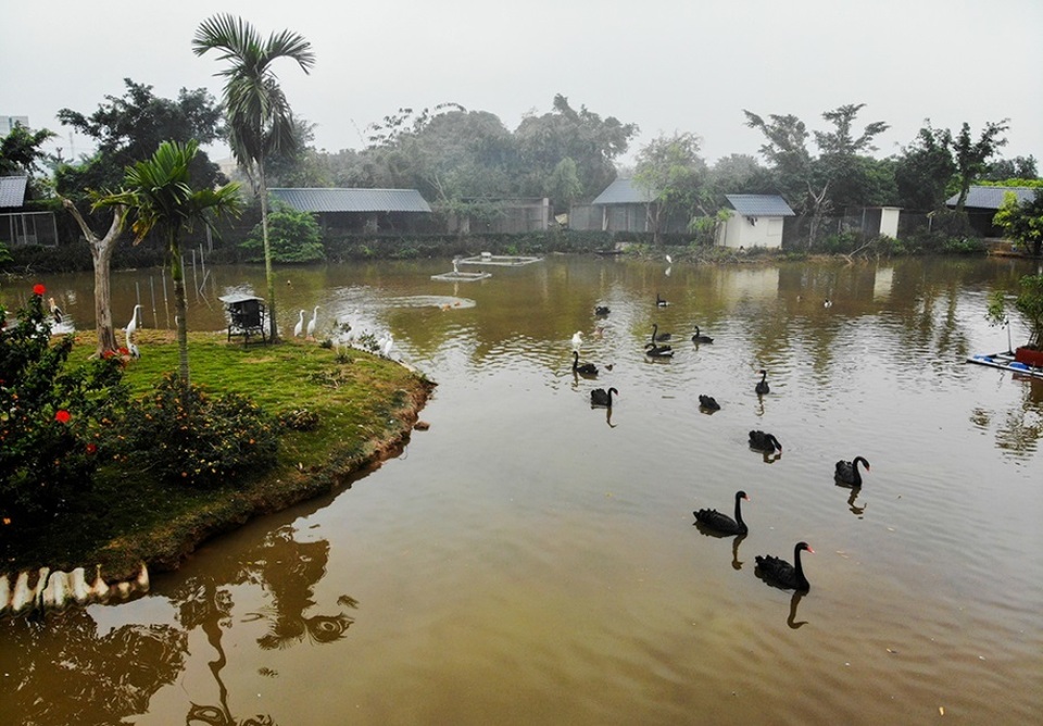 Mục sở thị trang trại thiên nga bán cho nhà giàu Hà Nội - 7 Mục sở thị trang trại thiên nga bán cho nhà giàu Hà Nội - 7