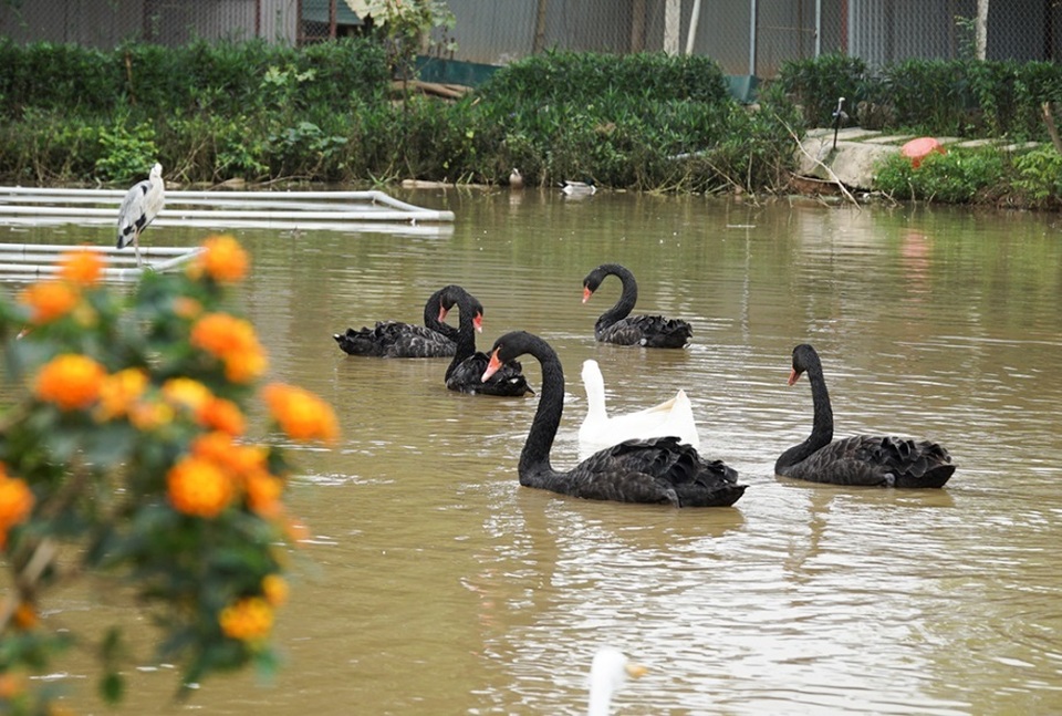 Mục sở thị trang trại thiên nga bán cho nhà giàu Hà Nội - 8 Mục sở thị trang trại thiên nga bán cho nhà giàu Hà Nội - 8