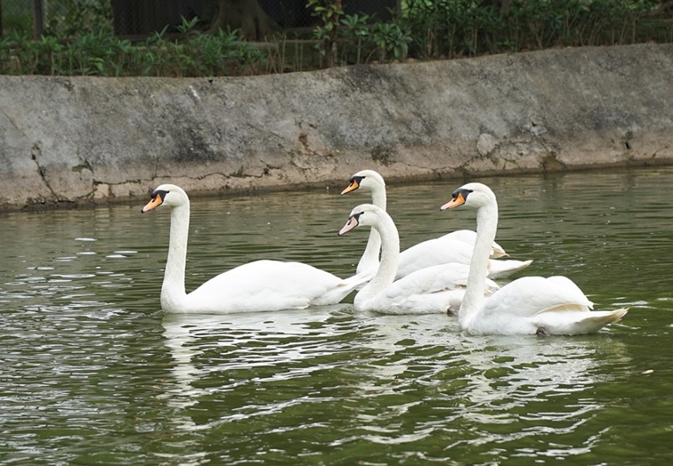Mục sở thị trang trại thiên nga bán cho nhà giàu Hà Nội - 9 Mục sở thị trang trại thiên nga bán cho nhà giàu Hà Nội - 9