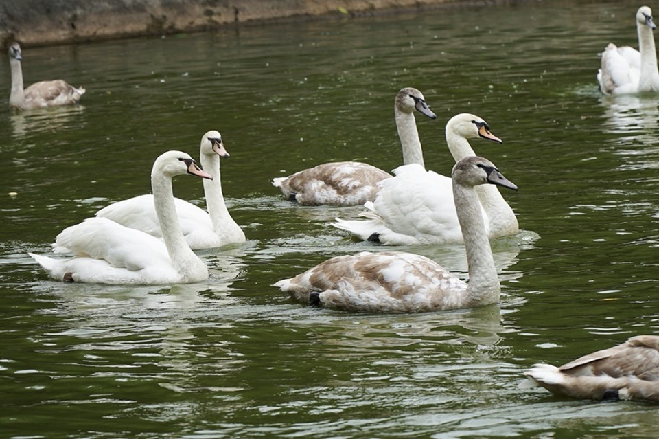 Mục sở thị trang trại thiên nga bán cho nhà giàu Hà Nội - 10 Mục sở thị trang trại thiên nga bán cho nhà giàu Hà Nội - 10