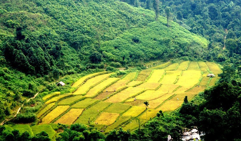 sung-so-truoc-ve-dep-ruong-bac-thang-o-mien-tay-xu-nghe (3).JPG sung-so-truoc-ve-dep-ruong-bac-thang-o-mien-tay-xu-nghe (3).JPG