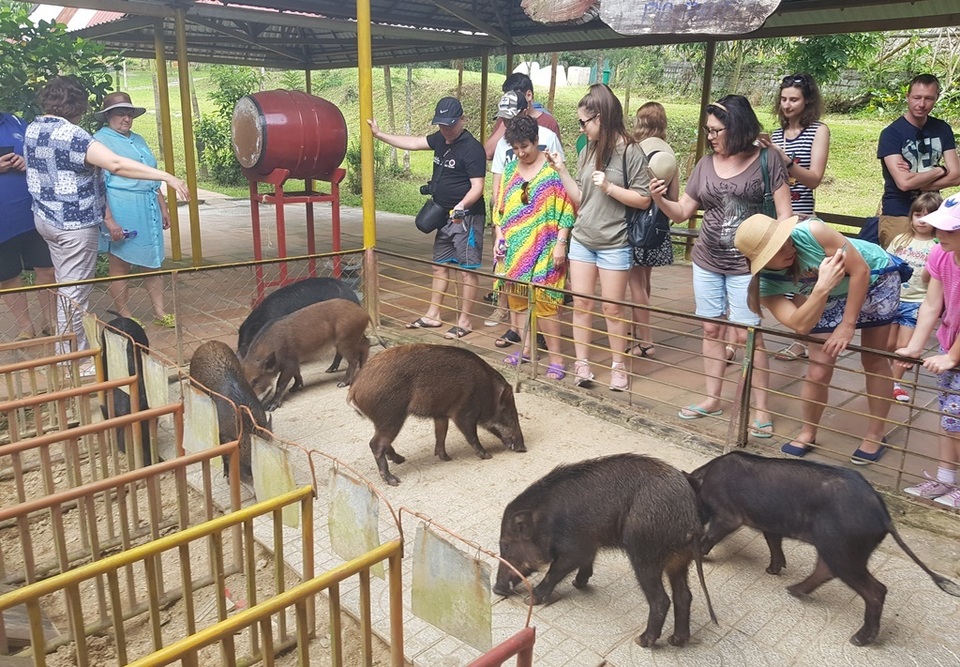 Mùng 2 Tết, cười bể bụng với bầy heo đua - 10 Mùng 2 Tết, cười bể bụng với bầy heo đua - 10