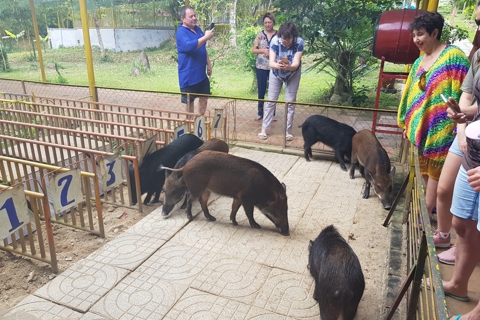Mùng 2 Tết, cười bể bụng với bầy heo đua - 8 Mùng 2 Tết, cười bể bụng với bầy heo đua - 8