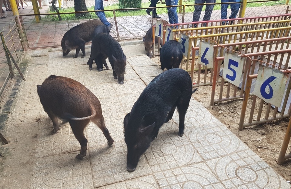 Mùng 2 Tết, cười bể bụng với bầy heo đua - 9 Mùng 2 Tết, cười bể bụng với bầy heo đua - 9