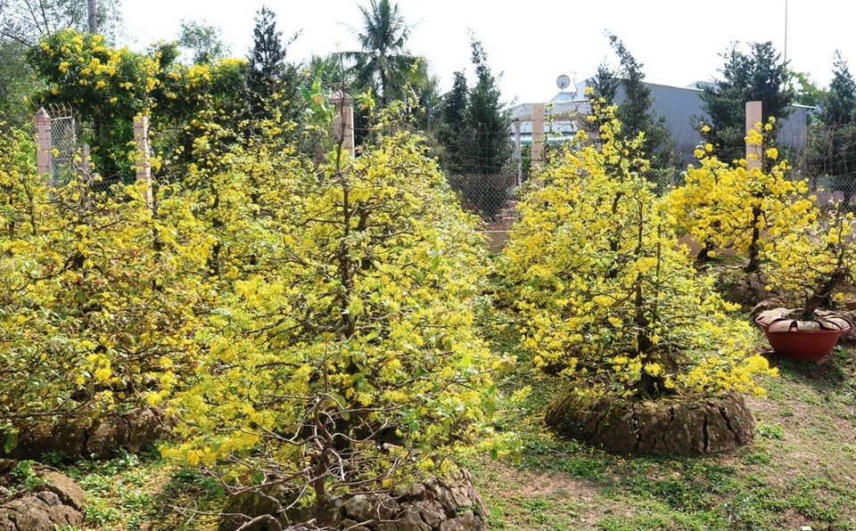 Chiêm ngưỡng những gốc mai vàng tiền tỷ bung sắc đón xuân - 1 Chiêm ngưỡng những gốc mai vàng tiền tỷ bung sắc đón xuân - 1