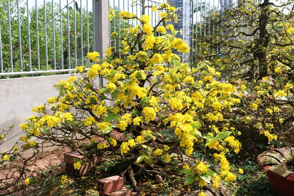 Chiêm ngưỡng những gốc mai vàng tiền tỷ bung sắc đón xuân - 7 Chiêm ngưỡng những gốc mai vàng tiền tỷ bung sắc đón xuân - 7