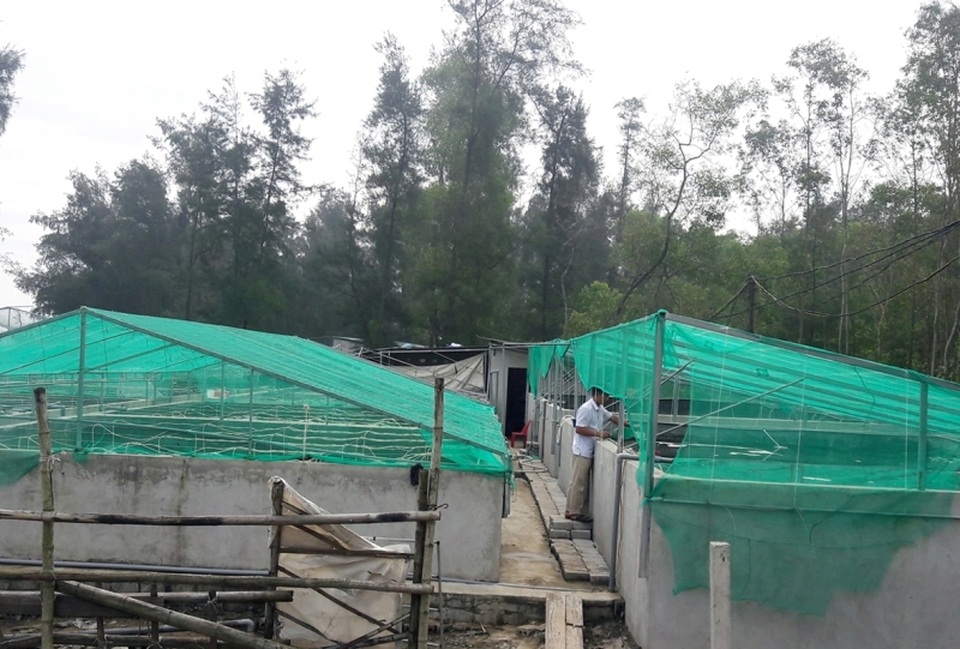 Nông dân kiếm tiền tỷ mỗi năm từ ...tôm thẻ - 1 Nông dân kiếm tiền tỷ mỗi năm từ ...tôm thẻ - 1