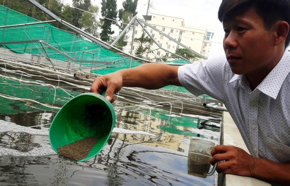Nông dân kiếm tiền tỷ mỗi năm từ ...tôm thẻ - 2 Nông dân kiếm tiền tỷ mỗi năm từ ...tôm thẻ - 2