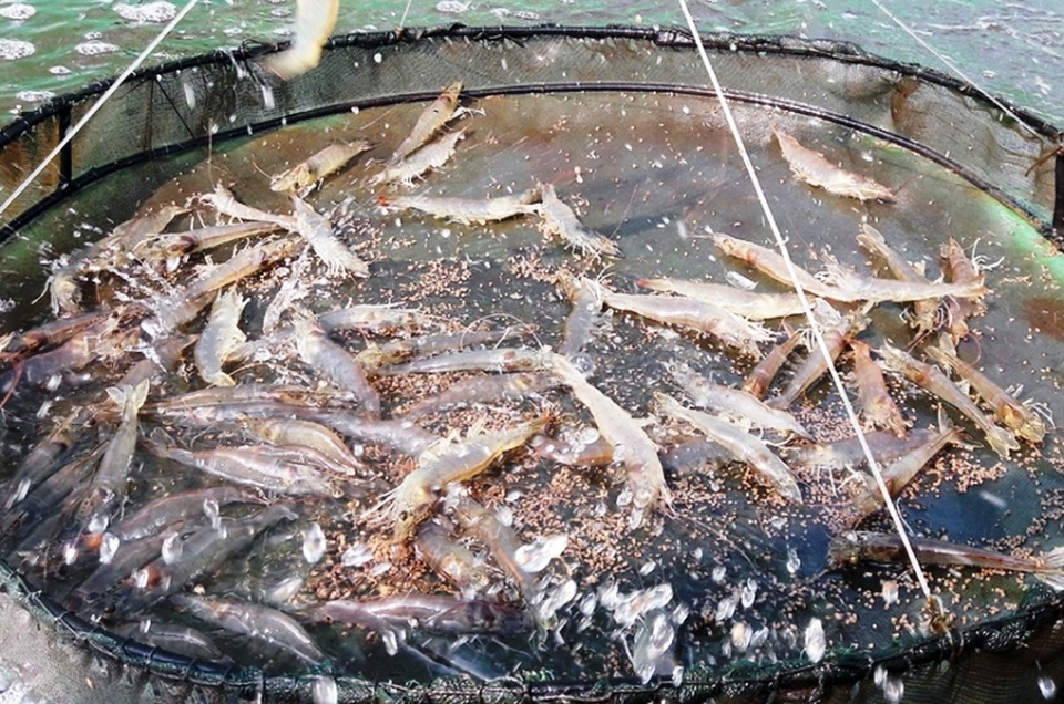 Nông dân kiếm tiền tỷ mỗi năm từ ...tôm thẻ - 3 Nông dân kiếm tiền tỷ mỗi năm từ ...tôm thẻ - 3