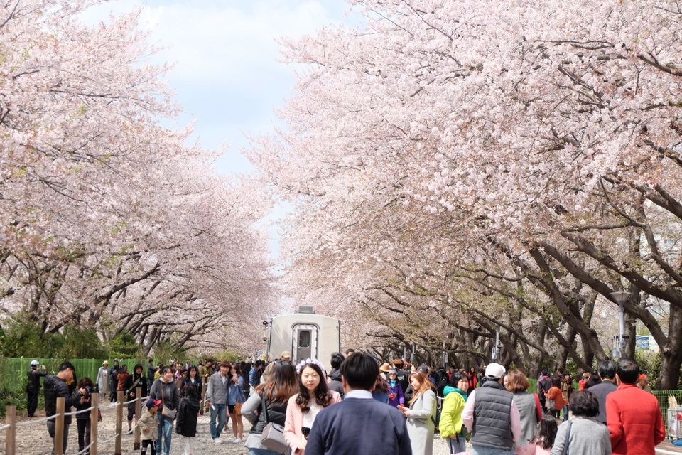 Hoa anh dao.jpg Hoa anh dao.jpg