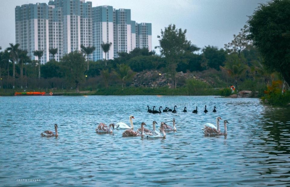 Người Hà Nội đổ xô đến Ecopark ngắm thiên nga, chèo thuyền Kayak - 1 Người Hà Nội đổ xô đến Ecopark ngắm thiên nga, chèo thuyền Kayak - 1