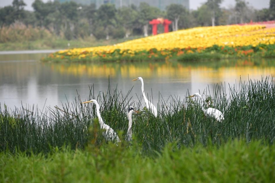 Người Hà Nội đổ xô đến Ecopark ngắm thiên nga, chèo thuyền Kayak - 2 Người Hà Nội đổ xô đến Ecopark ngắm thiên nga, chèo thuyền Kayak - 2
