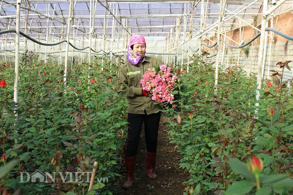 Trồng 5.000m2 hoa hồng, mỗi tháng bỏ túi 50 triệu đồng - 2 Trồng 5.000m2 hoa hồng, mỗi tháng bỏ túi 50 triệu đồng - 2