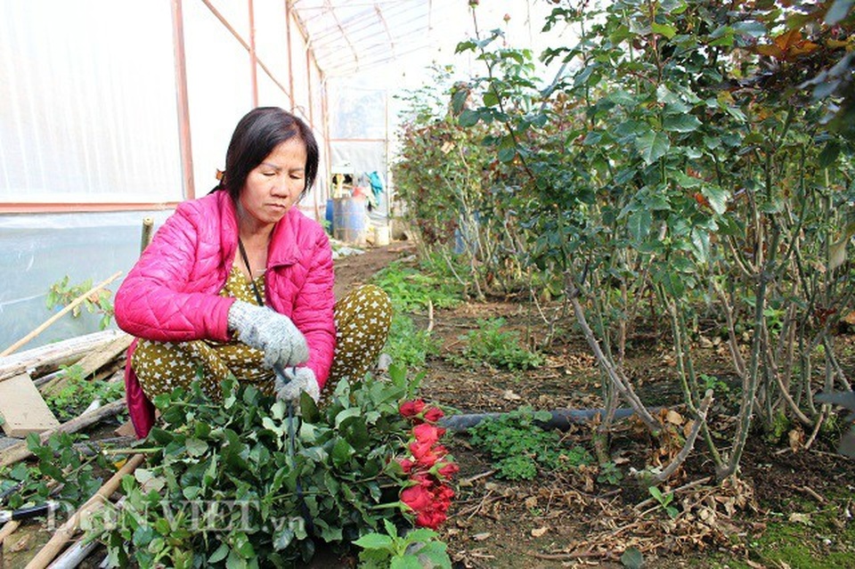 Trồng 5.000m2 hoa hồng, mỗi tháng bỏ túi 50 triệu đồng - 3 Trồng 5.000m2 hoa hồng, mỗi tháng bỏ túi 50 triệu đồng - 3
