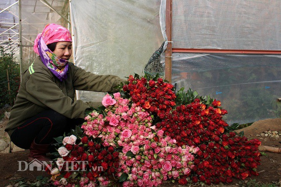 Trồng 5.000m2 hoa hồng, mỗi tháng bỏ túi 50 triệu đồng - 4 Trồng 5.000m2 hoa hồng, mỗi tháng bỏ túi 50 triệu đồng - 4