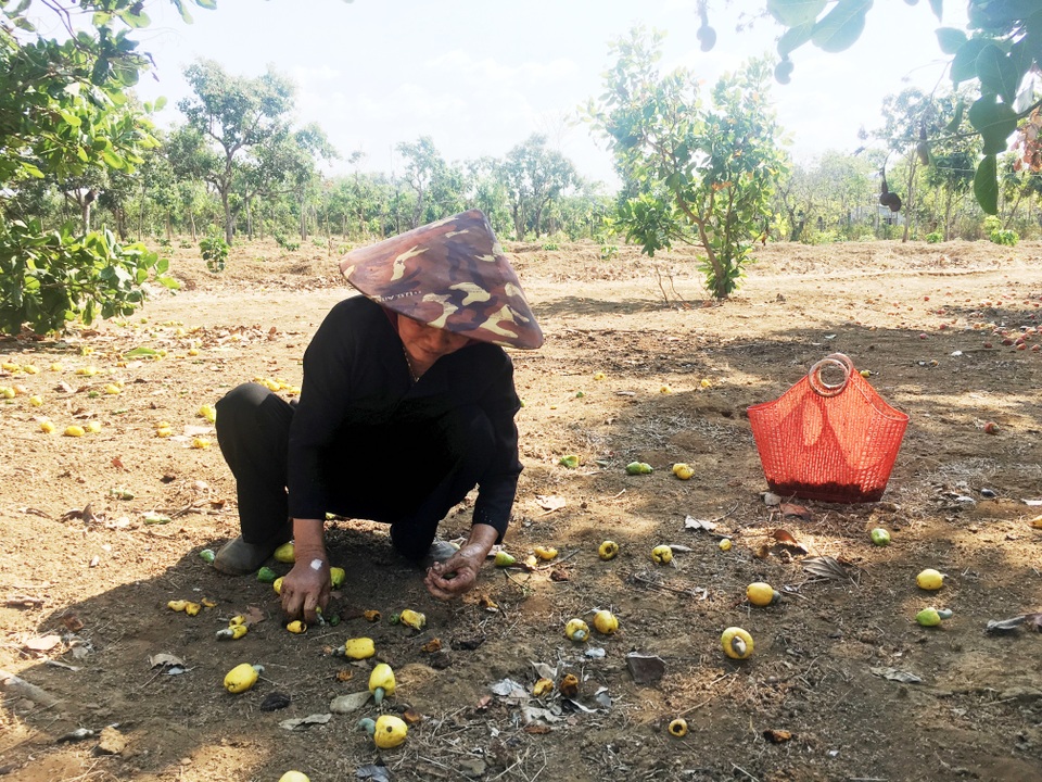 Đầu năm, nông dân “bỏ tết”, đội nắng lo đi thu hoạch điều - 2 Đầu năm, nông dân “bỏ tết”, đội nắng lo đi thu hoạch điều - 2
