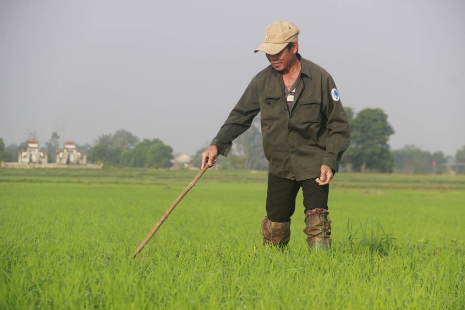 Vui xong 3 ngày Tết, nông dân hăng hái xuống đồng sản xuất - 2 Vui xong 3 ngày Tết, nông dân hăng hái xuống đồng sản xuất - 2