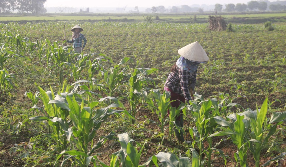 Vui xong 3 ngày Tết, nông dân hăng hái xuống đồng sản xuất - 4 Vui xong 3 ngày Tết, nông dân hăng hái xuống đồng sản xuất - 4