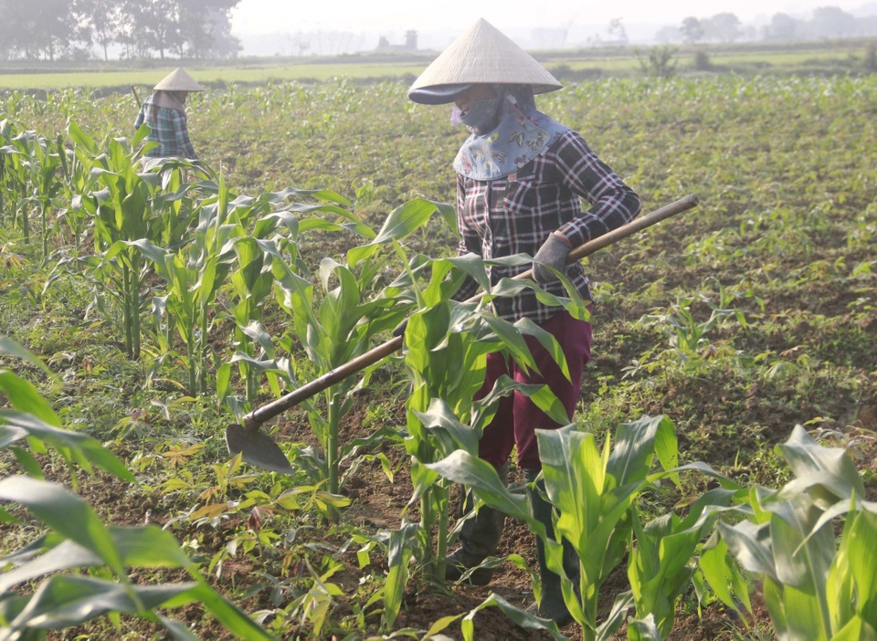 Vui xong 3 ngày Tết, nông dân hăng hái xuống đồng sản xuất - 5 Vui xong 3 ngày Tết, nông dân hăng hái xuống đồng sản xuất - 5