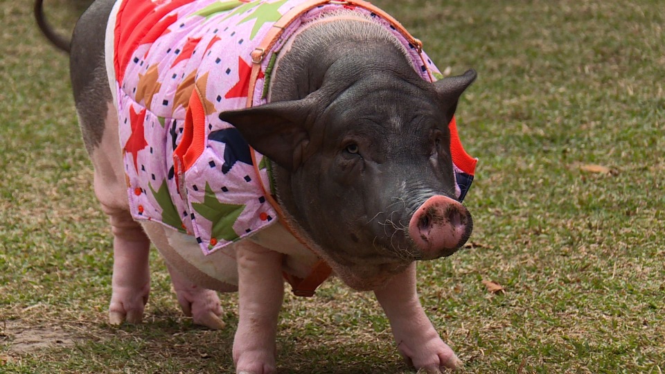 tet ky hoi: gap nguoi phu nu song cung 4 chu lon khong lo o dai loan hinh anh 1