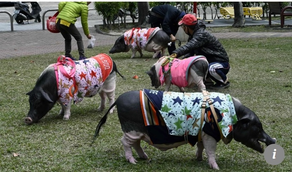 tet ky hoi: gap nguoi phu nu song cung 4 chu lon khong lo o dai loan hinh anh 2