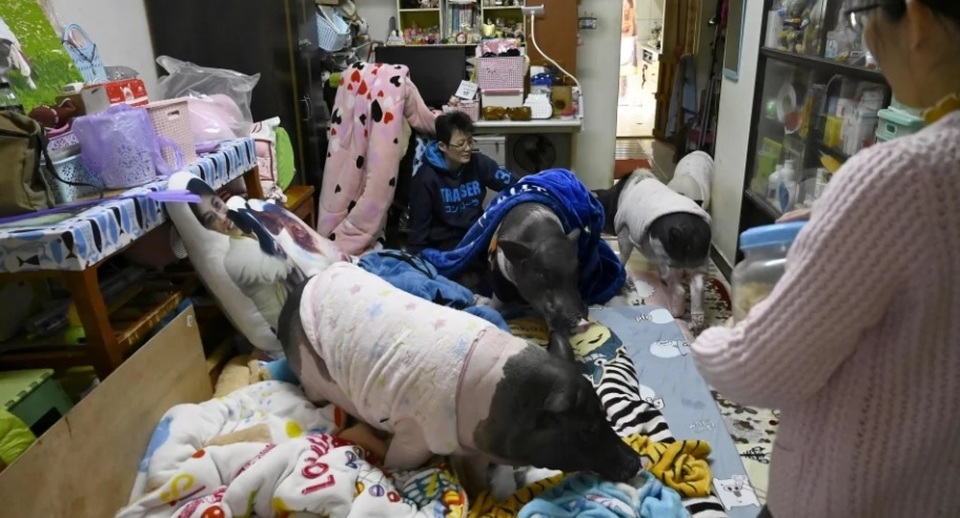 tet ky hoi: gap nguoi phu nu song cung 4 chu lon khong lo o dai loan hinh anh 3