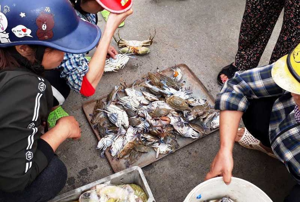 Thanh Hoá: Ngư dân đón “lộc biển” đầu năm - 7 Thanh Hoá: Ngư dân đón “lộc biển” đầu năm - 7