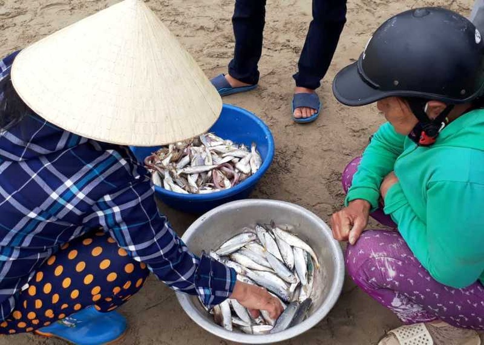 Thanh Hoá: Ngư dân đón “lộc biển” đầu năm - 11 Thanh Hoá: Ngư dân đón “lộc biển” đầu năm - 11