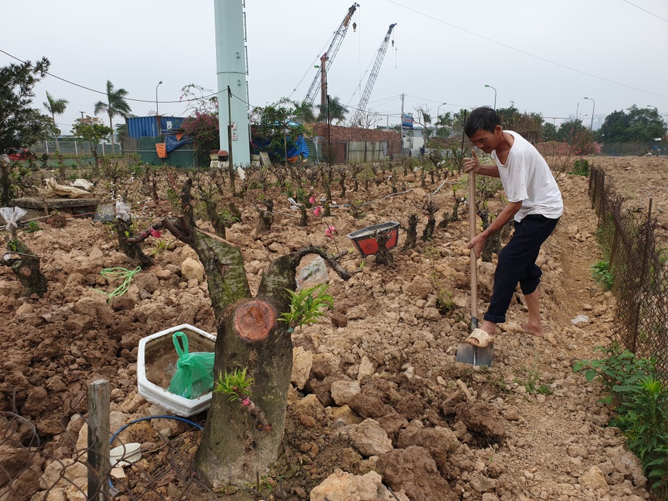 Người trồng đào Phú Thượng tất bật chuẩn bị vụ mới - 11 Người trồng đào Phú Thượng tất bật chuẩn bị vụ mới - 11