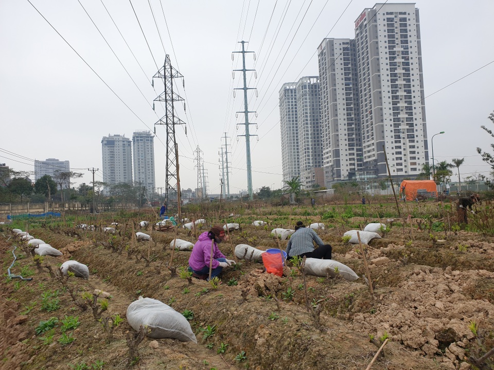 Người trồng đào Phú Thượng tất bật chuẩn bị vụ mới - 6 Người trồng đào Phú Thượng tất bật chuẩn bị vụ mới - 6