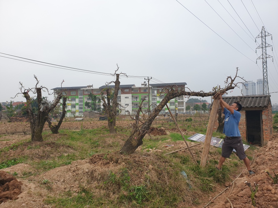 Người trồng đào Phú Thượng tất bật chuẩn bị vụ mới - 12 Người trồng đào Phú Thượng tất bật chuẩn bị vụ mới - 12