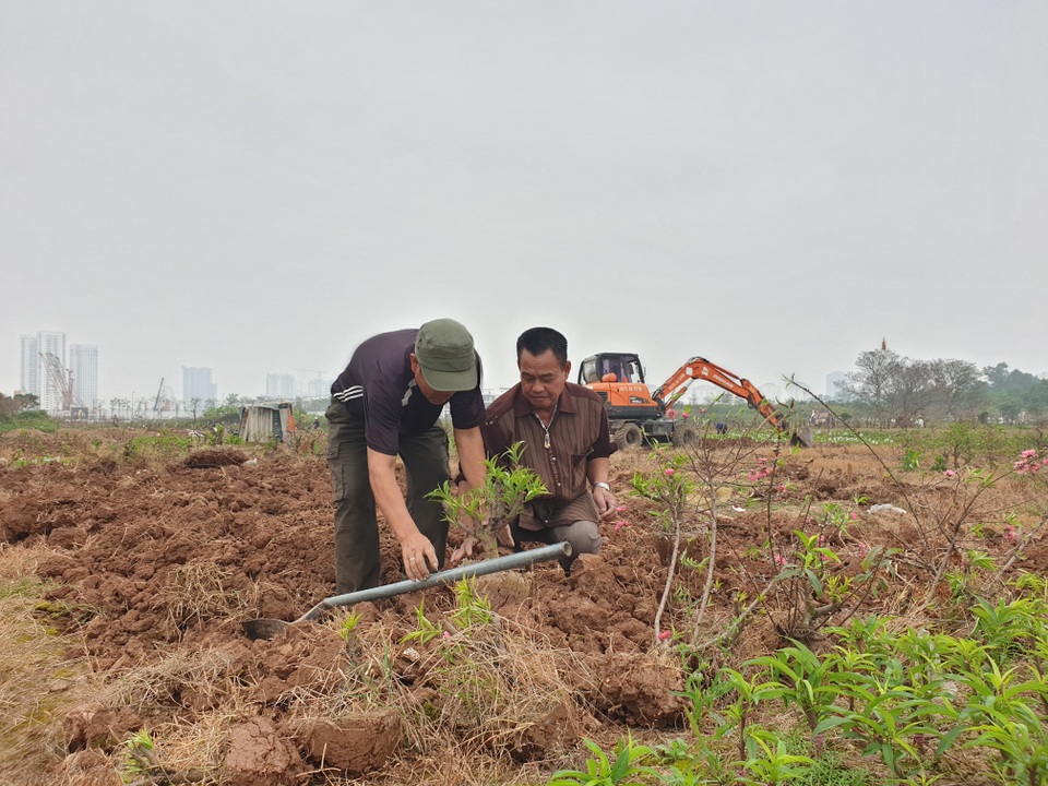 Người trồng đào Phú Thượng tất bật chuẩn bị vụ mới - 10 Người trồng đào Phú Thượng tất bật chuẩn bị vụ mới - 10
