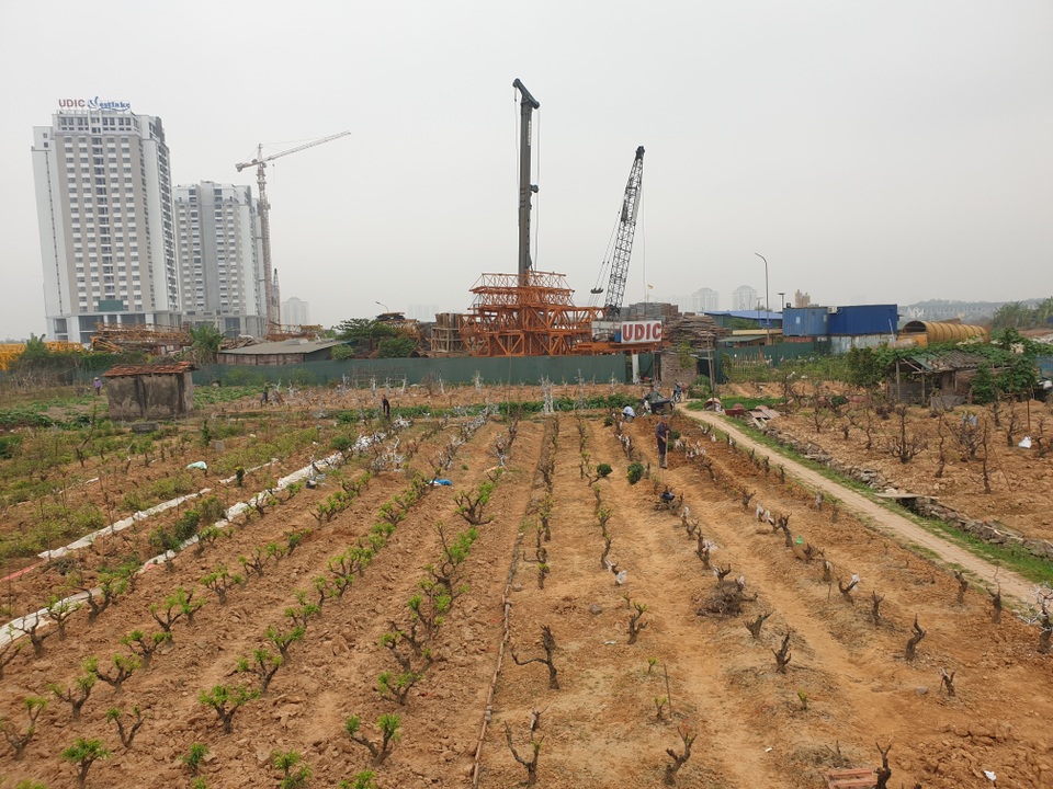 Người trồng đào Phú Thượng tất bật chuẩn bị vụ mới - 15 Người trồng đào Phú Thượng tất bật chuẩn bị vụ mới - 15