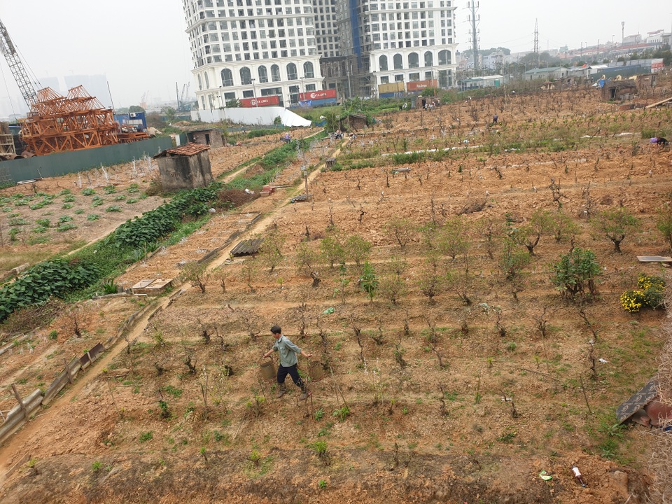 Người trồng đào Phú Thượng tất bật chuẩn bị vụ mới - 13 Người trồng đào Phú Thượng tất bật chuẩn bị vụ mới - 13