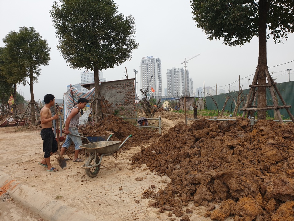 Người trồng đào Phú Thượng tất bật chuẩn bị vụ mới - 1 Người trồng đào Phú Thượng tất bật chuẩn bị vụ mới - 1