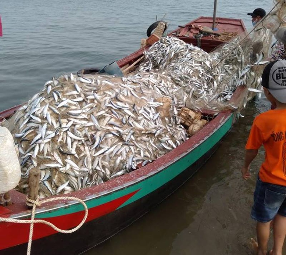 Trúng mẻ cá khủng 100 tấn ngày đầu năm, thu về gần 6 tỷ đồng - 4 Trúng mẻ cá khủng 100 tấn ngày đầu năm, thu về gần 6 tỷ đồng - 4
